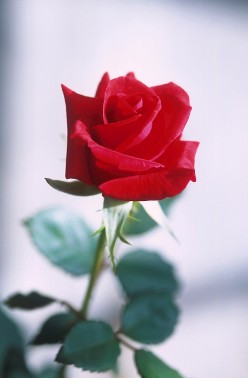 The Rose (poem)