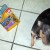 Chiquito wondering why I would put that nasty bag of stuff that makes him vomit anywhere near him. Chiquito wondering why I would put that nasty bag of stuff that makes him vomit anywhere near him.