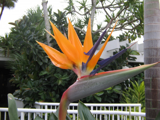 In raising children, like raising flowers, you often reap what you have sown.