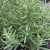 Rosemary growing in a pot on my back deck Rosemary growing in a pot on my back deck