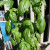 Basil growing in a pot on my back deck. Basil growing in a pot on my back deck.