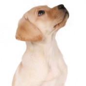 whizdog profile image