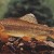 AZ State Fish: Arizona Trout [3]
