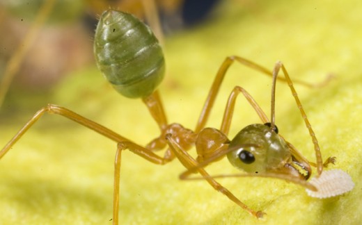 Green Tree Ant, Australia