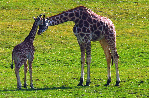 Giraffe babies grow for many years until adulthood