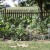 My vegetable garden at the end of July 2012 My vegetable garden at the end of July 2012
