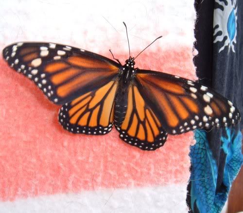 Monarch Butterfly female. Photo by Steve Andrews