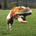 Funny Twitter Accounts-Weird Horse