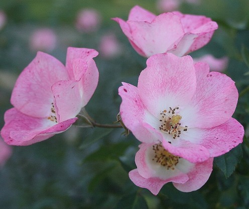 Floribunda, grandiflora and polyantha rosebushes produce clusters of flowers.