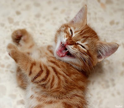 A laughing cat.
