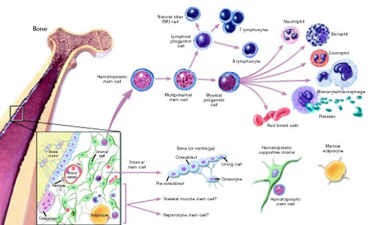 In this example, multipotent adult stem cells from bone marrow give rise to many different blood cells.