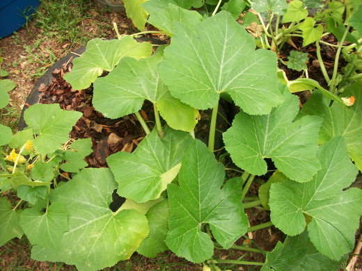 Squash plants are lush but lacking pollination of fruit