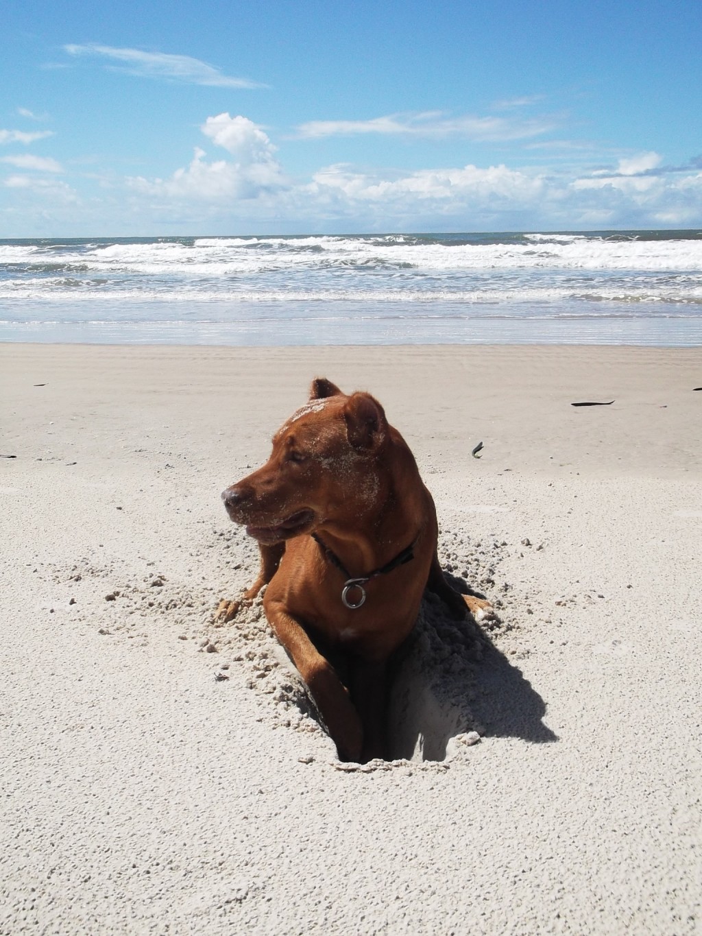 How to Train Your Dog to Stop Digging | PetHelpful