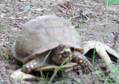 Turtle rescued, rescues us
