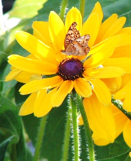 Butterfly Landing on Flower