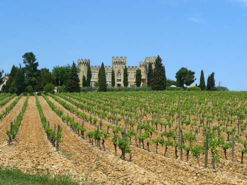 A Vineyard in Chateauneuf du Pape