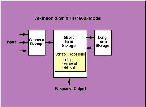 "Atkinson & Shiffrin Model"