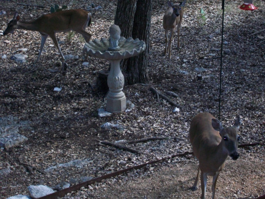 Much like deer can learn to trust or distrust people, humans are taught trust and distrust as well.