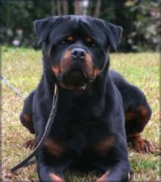 Rottweilers are the Best Guard Dogs hubpages