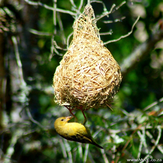 Weaver Bird Nest