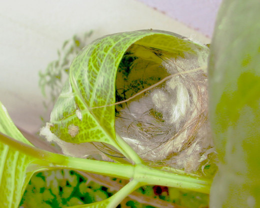 Tailor Bird Nest