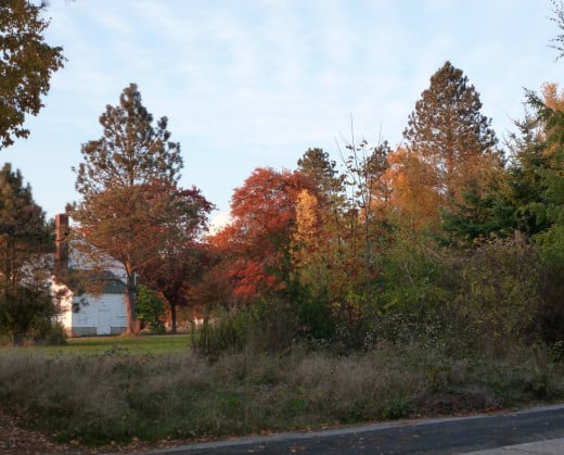 Fall afternoon in Discovery Park.