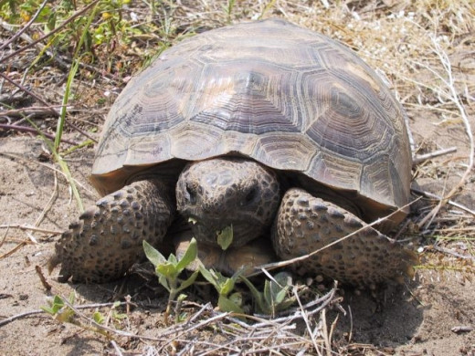 Tortoise Lifespan is 152 years