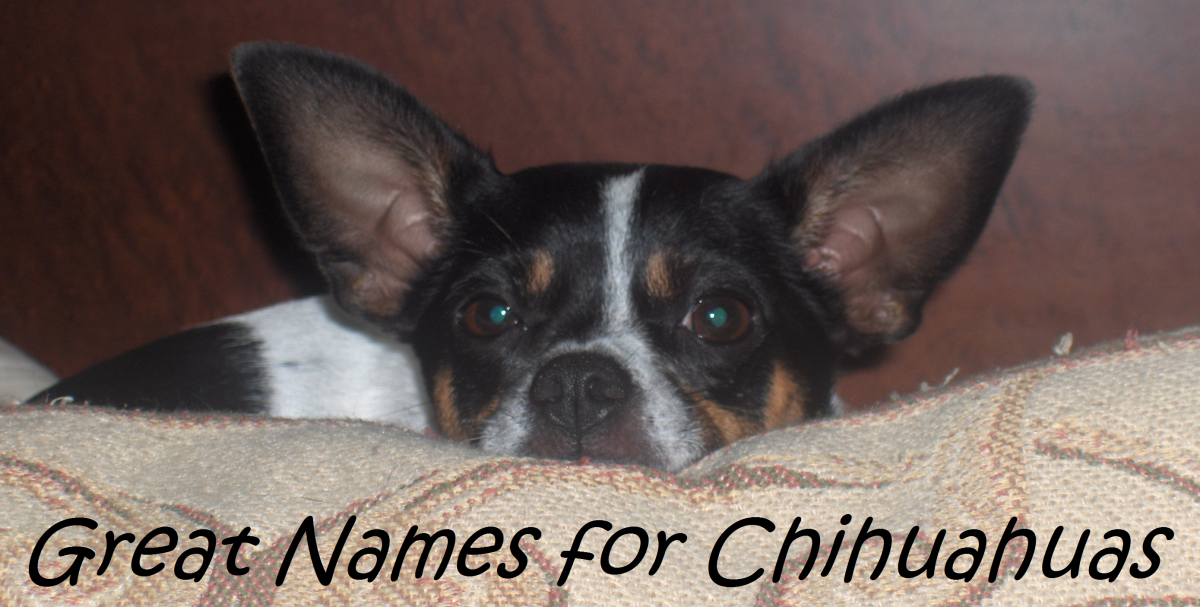 Top 100 Names for Chihuahuas PetHelpful