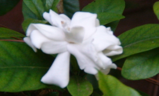A random act of kindness may be as simple as taking a few flowers from your garden to a teacher, friend, colleague or neighbor to brighten their day.