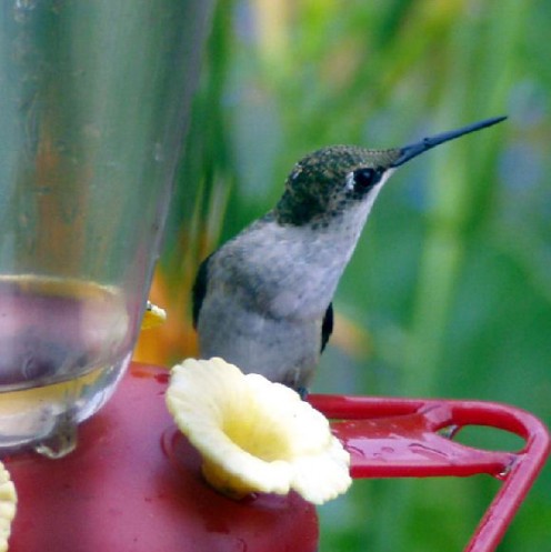Arrowhead Alpines Blog: ¿Por qué los colibríes como las flores rojas (pista: en realidad, no lo hacen.)
