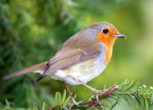 Ideas to Create a Backyard Bird Sanctuary: Attracting Wild Birds to the