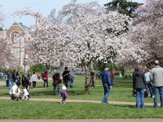 Busy crowd at the University of Washington on a spring day.