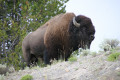 Enjoying The Wildlife Of Yellowstone National Park Safely