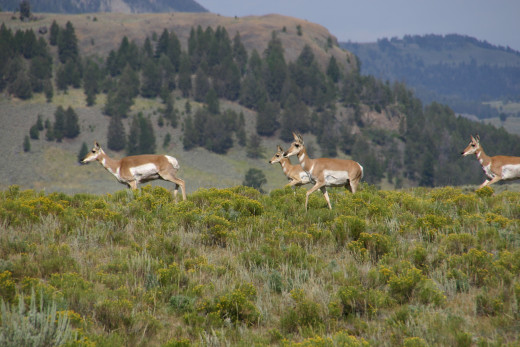 Pronghorn Antelope, Yellowstone National Park