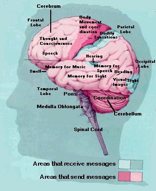 Hemispheres of the Brain