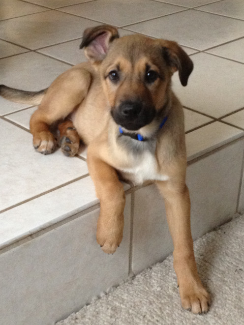 A pic of my puppy on the day we brought him home from the shelter in January 2012.  What does he have to do with Hubpages?  Nothing - he's just so darn cute I couldn't resist posting this pic!