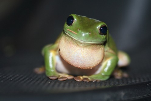 Frog, Lizard, and Snake Spirit Guide Meanings Frog, Lizard, and Snake Spirit Guide Meanings