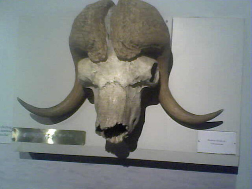 Maybe a bald-headed Marty Brennaman can sport a wig similar to this hairstyle made fashionable during the Ice Age by the modern musk ox.