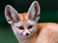 The Fennec Fox, One of the Cutest Animal from Desert Habitat