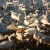 The swan feed, Martin Mere The swan feed, Martin Mere