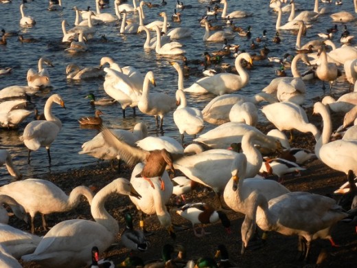 The swan feed, Martin Mere