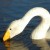 Whooper Swan, Martin Mere