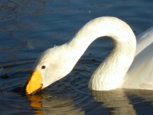 Whooper Swan, Martin Mere