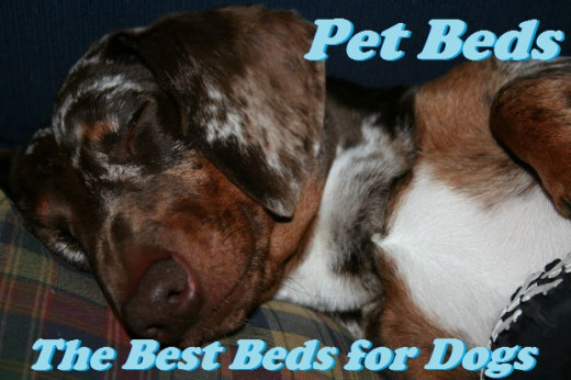 Best Pet Beds for Dogs