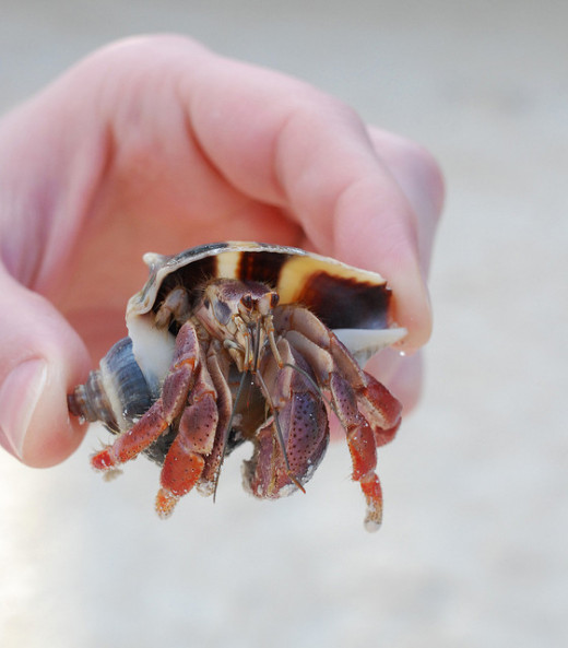It's much more adorable when you're holding it.