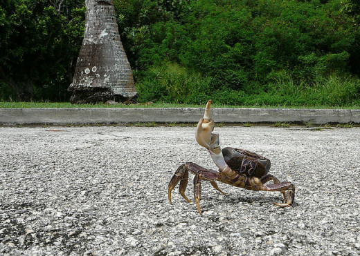 The road less-traveled.. unless you're a one-armed angry crab.