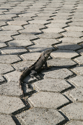 Mr. Iguana.  The biggest animal on San Pedro and the source of all the rustling in the bushes.