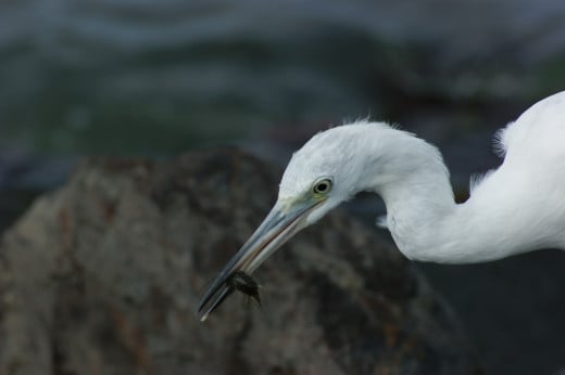 While watching the launching of the shuttle in Florida this heron was more interested in a tasty morsel 