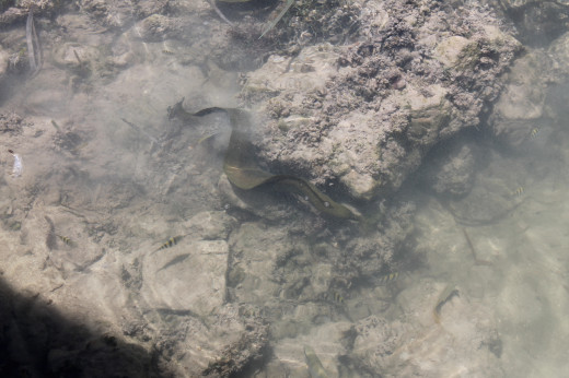 The most boring eel picture of the day.  For the real deal, visit San Pedro and see for yourself.