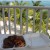 Belizean food in its natural environment. Belizean food in its natural environment.